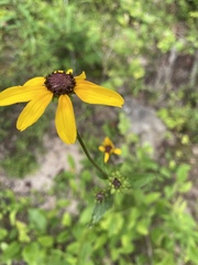 Rudbeckia heliopsidis