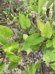 Rudbeckia heliopsidis