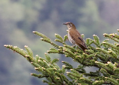 Zoothera griseiceps