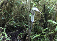 Arisaema erubescens