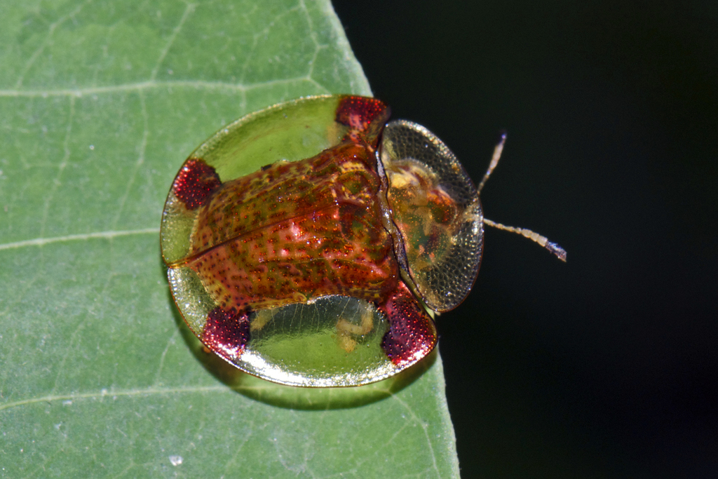 Golden Tortoise Beetle