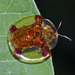Aspidimorpha sanctaecrucis - Photo (c) Vijay Anand Ismavel,  זכויות יוצרים חלקיות (CC BY-NC-SA)