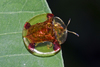 Golden Tortoise Beetle - Photo (c) Vijay Anand Ismavel, some rights reserved (CC BY-NC-SA)
