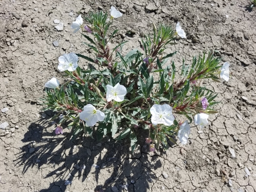 Image of Oenothera harringtonii by (c) Paul Hurtado, some rights reserved (CC BY-SA)