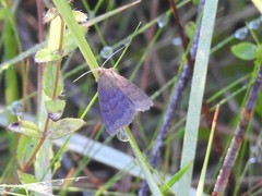 Argyrostrotis deleta