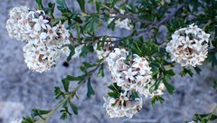 Pomaderris obcordata