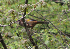 Trochalopteron affine