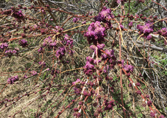 Myricaria paniculata