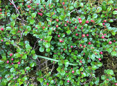 Cotoneaster adpressus