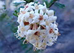 Pomaderris obcordata