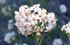 Pomaderris obcordata