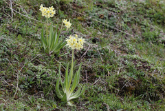 Primula orbicularis