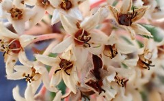 Pomaderris obcordata