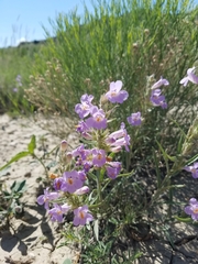 Penstemon auriberbis