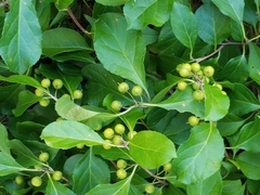 Celastrus orbiculatus