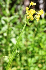 Packera pseudaurea