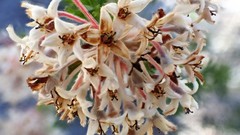 Pomaderris obcordata