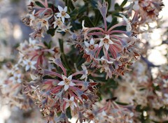 Pomaderris obcordata