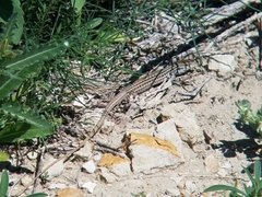 Aspidoscelis neotesselatus