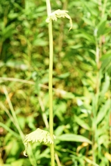 Packera pseudaurea