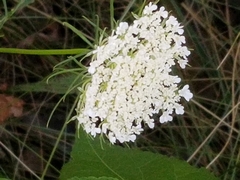 Daucus carota