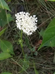 Daucus carota