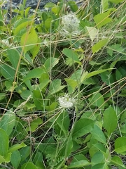 Daucus carota