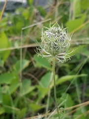 Daucus carota