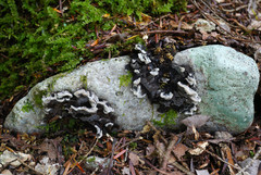 Thelephora cuticularis