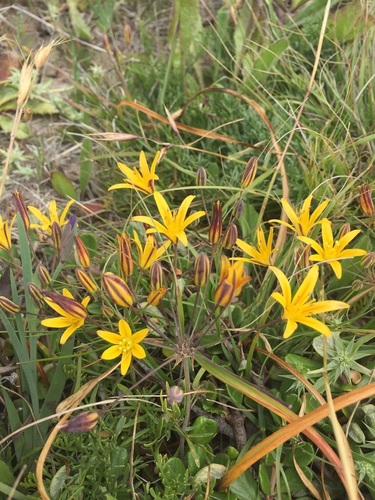 Image of Dwarf Goldenstar (Bloomeria humilis) by no rights reserved