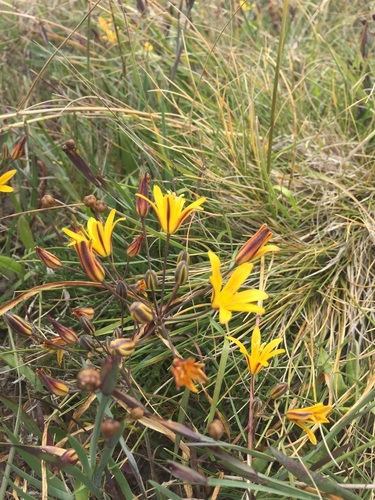 Image of Dwarf goldenstar by no rights reserved