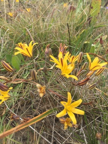 Image of Dwarf Goldenstar (Bloomeria humilis) by no rights reserved