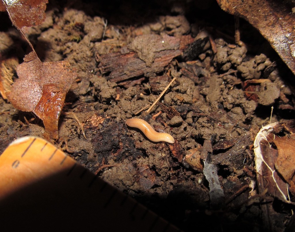 Slug Millipede