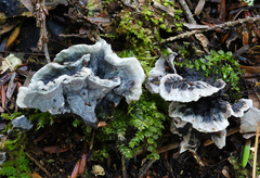 Thelephora cuticularis