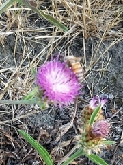 Apis mellifera
