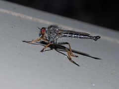 Neoitamus flavofemoratus