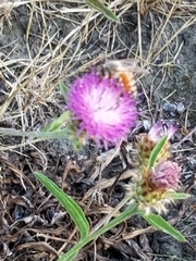 Apis mellifera