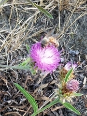 Apis mellifera