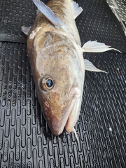 Gadus macrocephalus