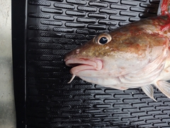 Gadus macrocephalus