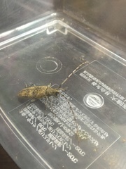 Acalolepta luxuriosa