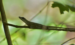 Anolis rejectus