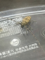 Acalolepta luxuriosa