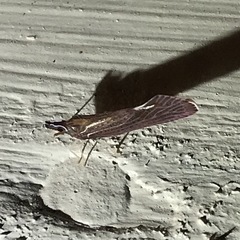 Apache degeeri