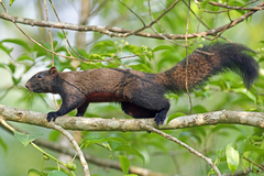 Pallas's Squirrel photo 5