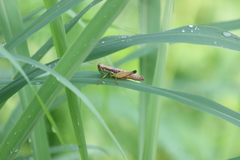 Caryanda spuria