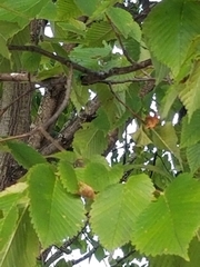 Ulmus
