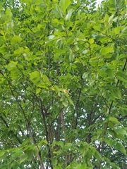 Ulmus