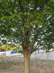 Ulmus