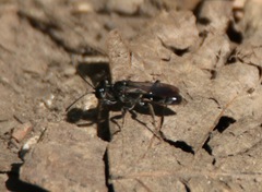 Lyroda